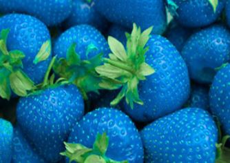 Mail Express reading Sonarome Colorante alimentare liquido naturale: blu brillante 17206 N - 1-2-Taste IN Mail Express reading Sonarome Colorante alimentare liquido naturale: blu brillante 17206 N - 1-2-Taste IN