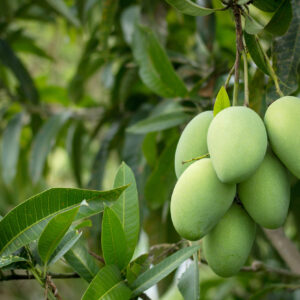 CEC - Green Mango Flavour 5379-09