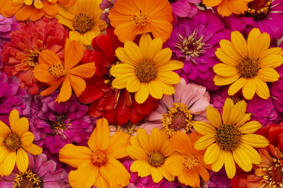 gorgeous-arrangement-flowers-wallpaper