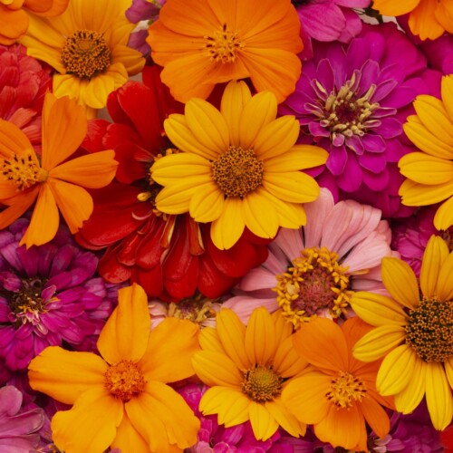 1-2 Taste IFF - Floral Sweet Fragrance - DT 1143 displayed as vibrant mix of marigold, zinnia, and cosmos flowers in yellow, orange, red, and pink hues
