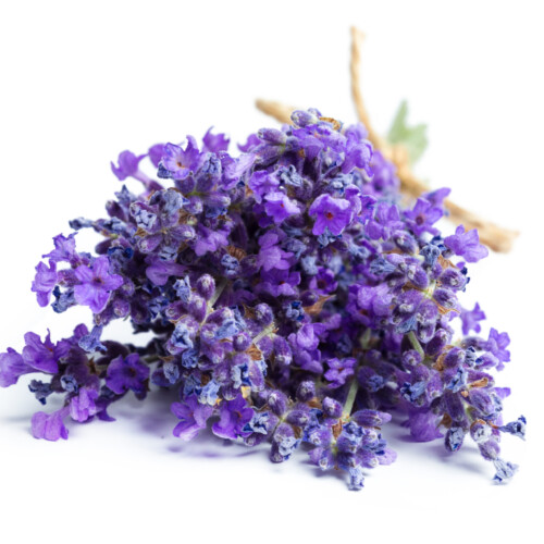 1-2 Taste IFF - Verbena Lavender MOD Fragrance displayed as Fresh lavender flowers on white background