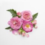 1-2 Taste IFF - Time Less Rose Fragrance displayed as blooming pink roses and buds arranged with green foliage on a white background