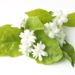 1-2 Taste IFF - Jasmine DT Fragrance displayed as fresh white jasmine flowers resting on green leaves