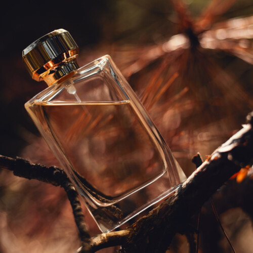 1-2 Taste IFF - Coral 392 Fragrance displayed as a rectangular glass bottle nestled among pine branches in warm natural light