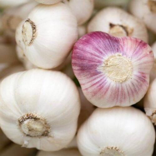 Garlic Extract OS 12 Taste