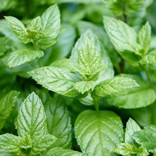 Natural Peppermint Flavour 12 Taste