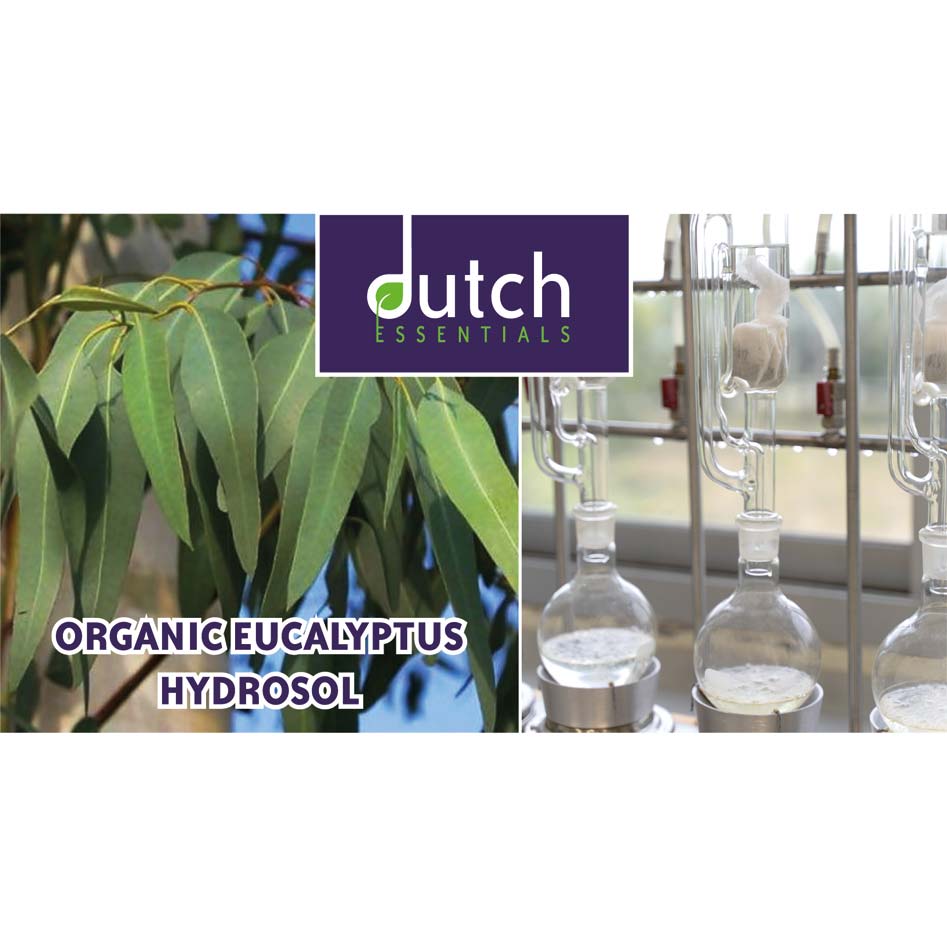 Organic eucalyptus Hydrosol