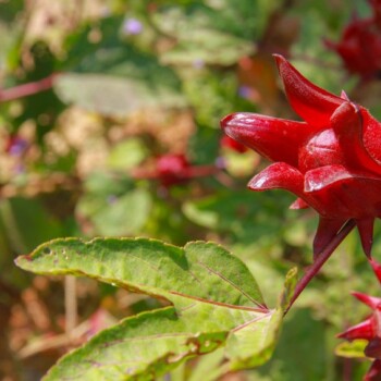 Organic Hibiscus Flower Powder