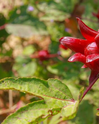 Hibiscus leaves