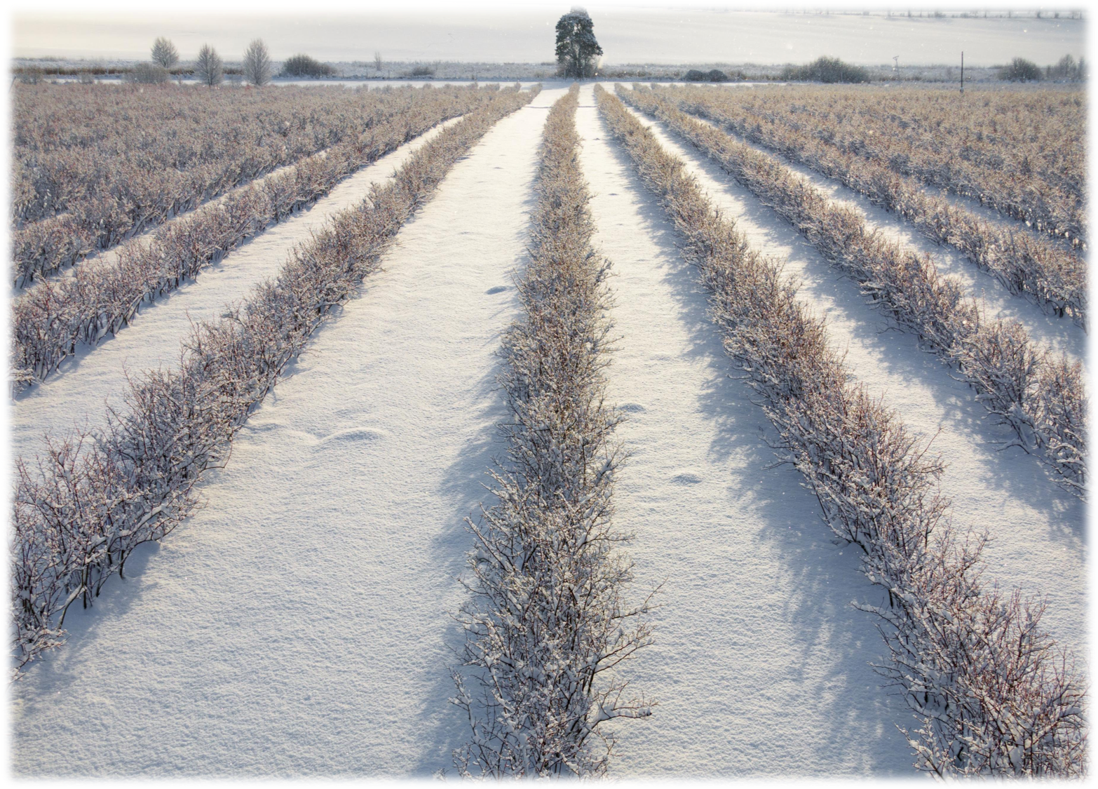 Aronia Berry Field