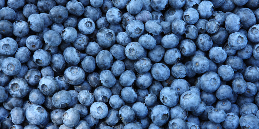 Blueberry puree