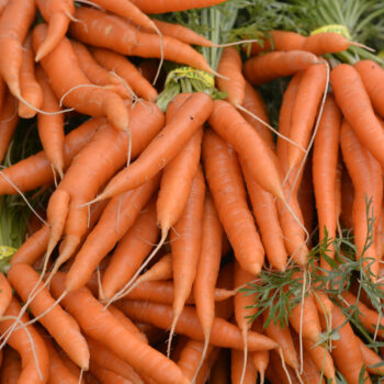 carotte 1