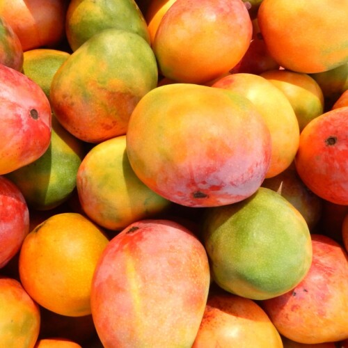 Mango Puree 12 Taste