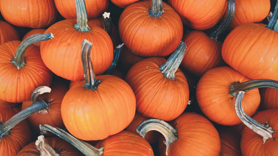 pumpkin 1