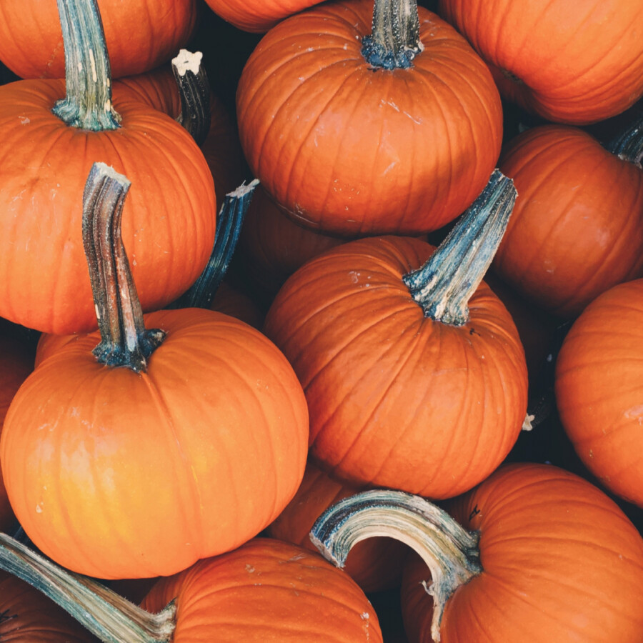 Pumpkin Puree Acidified 12 Taste