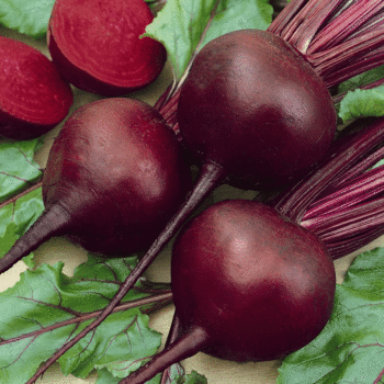 red beet