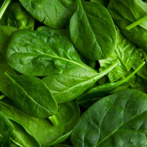 Spinach Puree 12 Taste