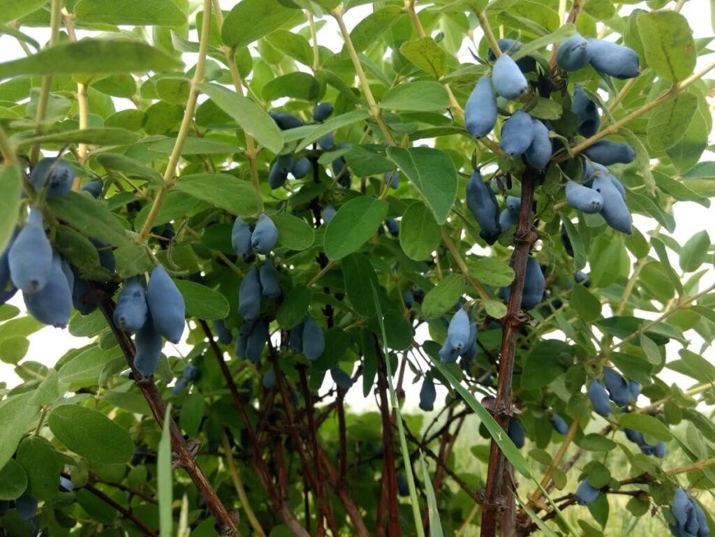 biohaskap bereit für die Ernte