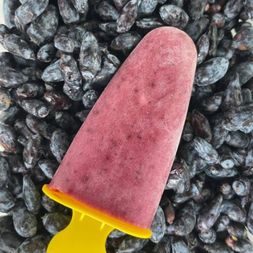 1-2 Taste Nutracevit - Organic Haskap Berry (Lonicera caerulea) IQF, Class A - IQFOHB shown as popsicle placed over frozen Lonicera caerulea berries