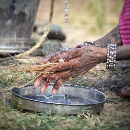 Bharadwaj Ayurveda Natural Ashwagandha – traditional hand-washing of Ashwagandha roots under flowing water in a rural setting