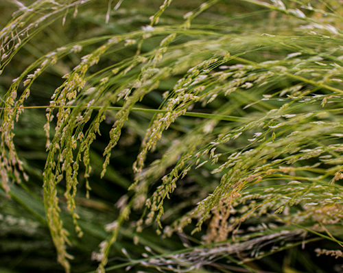 plant plant