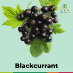 1-2 Taste Matrix - Blackcurrant Flavour - 3407558 shown as fresh blackcurrant berries with green leaves on pastel background
