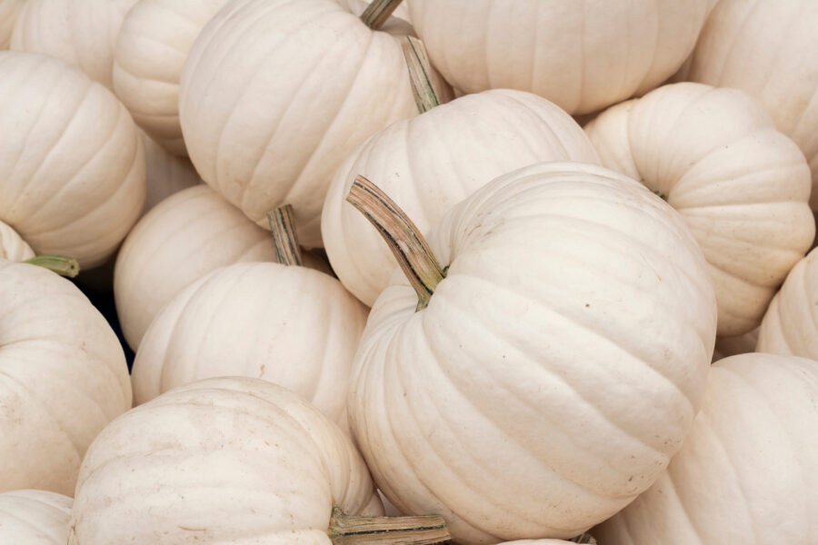 White Pumpkin