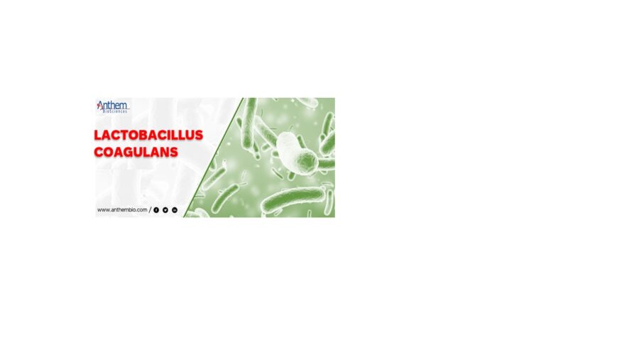 Bacillus coagulans logo new