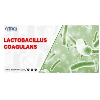 Anthem Biosciences – Probiotique Bacillus coagulans