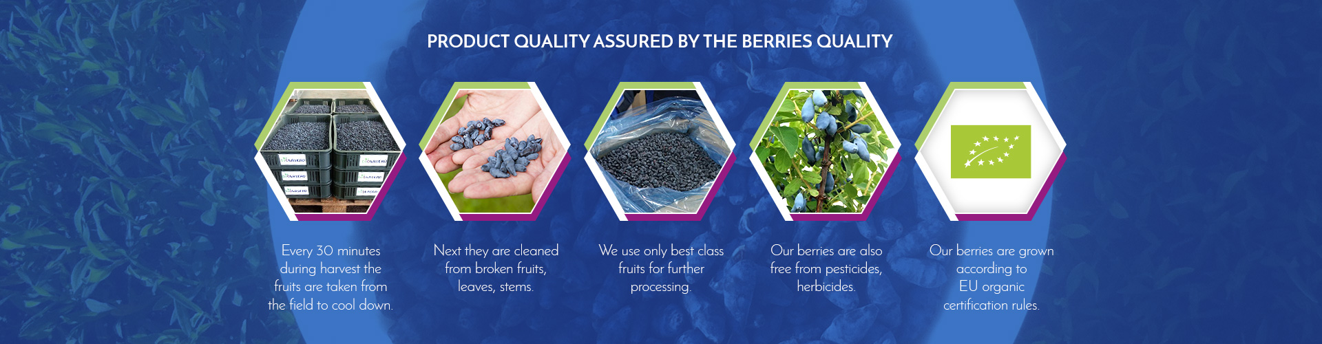 Product IQF organic haskap berry Nutracevit graph2