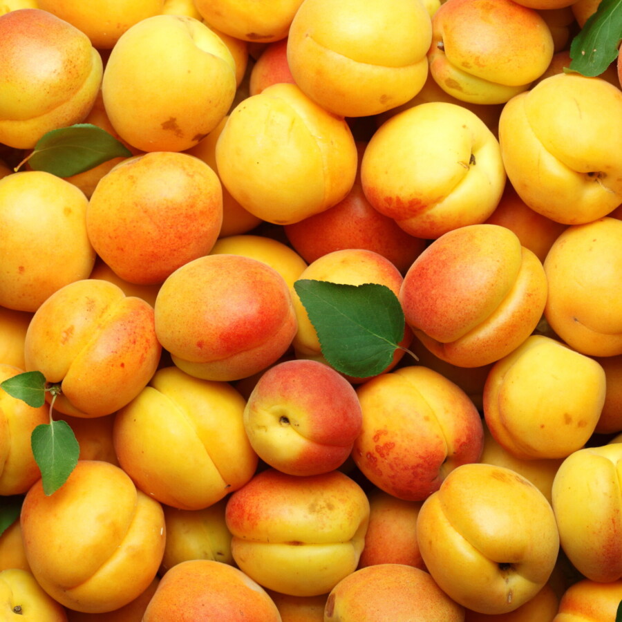 Apricot Puree 12 Taste