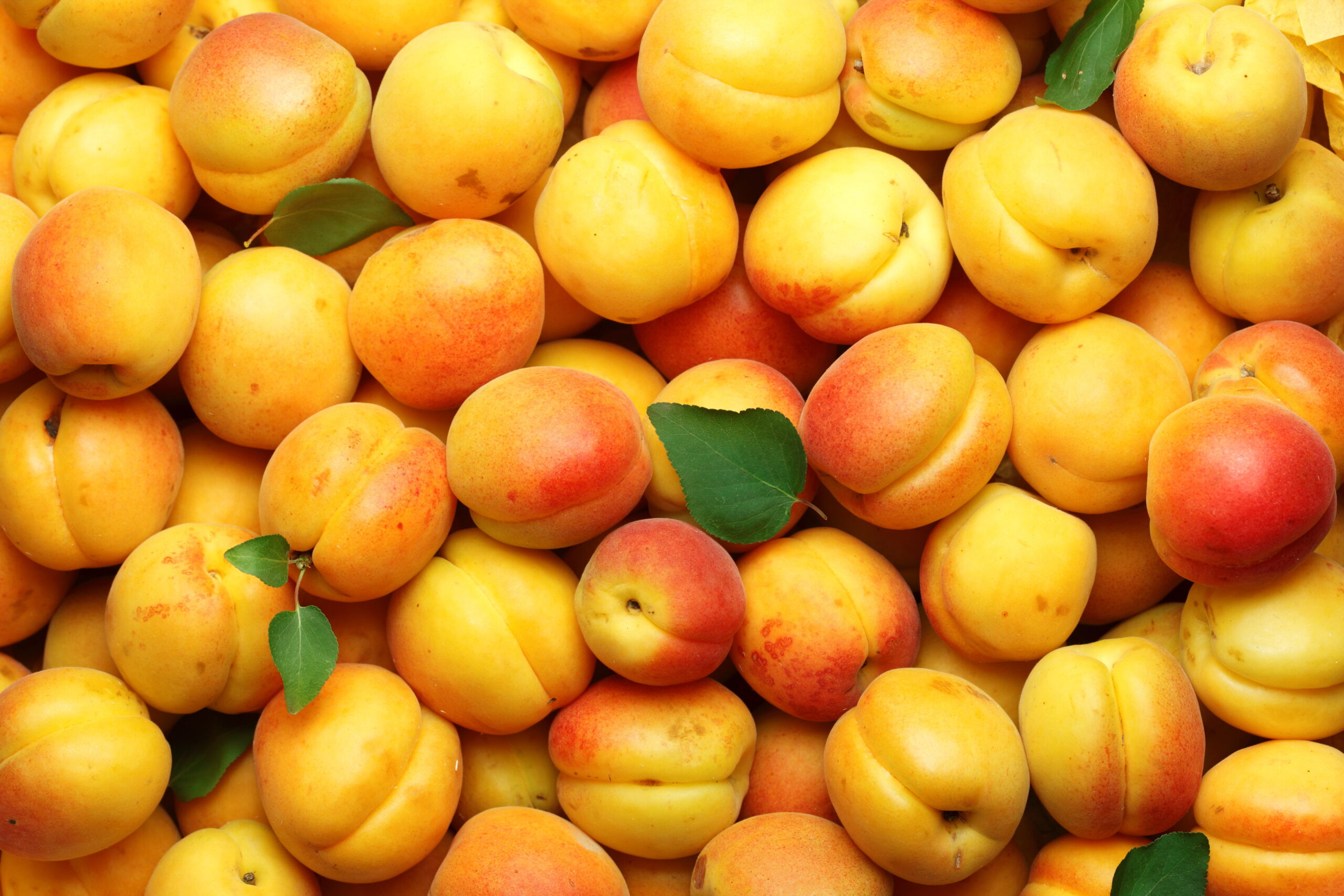 Fresh,Apricots,With,Leaves,Background