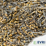 1-2 Taste EVRI Ingredients - Ascophyllum Nodosum - 100041 shown as dried Ascophyllum nodosum seaweed with numerous yellow-brown air bladders, spread densely