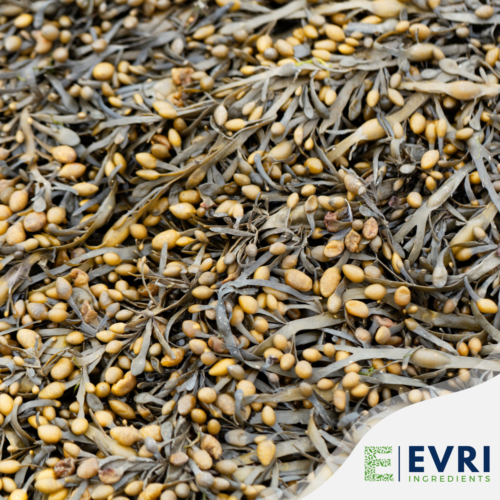 1-2 Taste EVRI Ingredients - Ascophyllum Nodosum - 100041 shown as dried Ascophyllum nodosum seaweed with numerous yellow-brown air bladders, spread densely