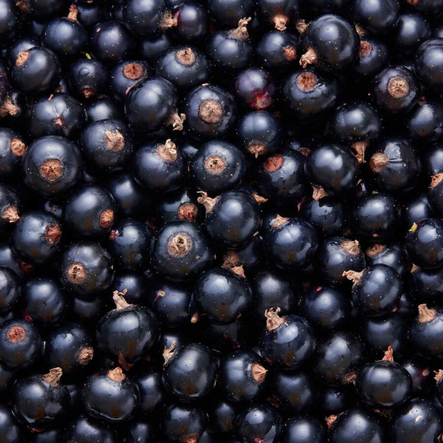 Blackcurrant Juice Concentrate 12 Taste