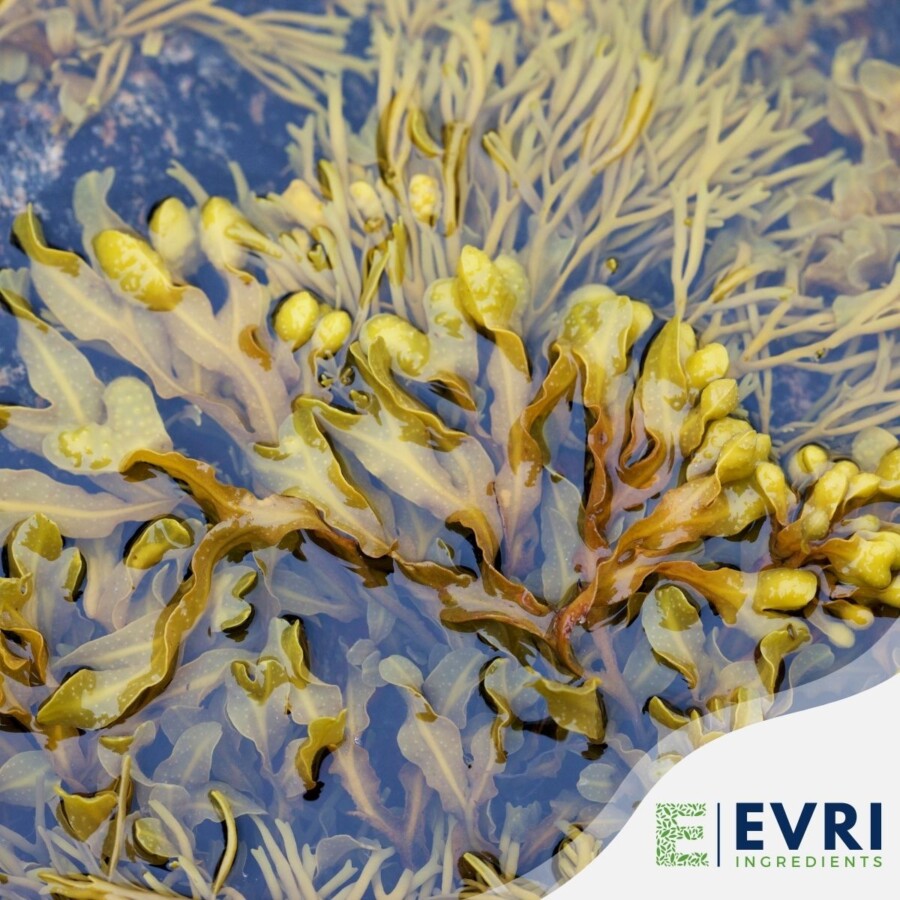 Fucus