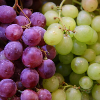 RAISIN ROUGE BLANC écaillé