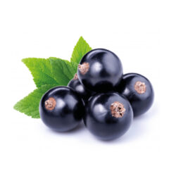 SonderJansen Organic Black Currants 201001