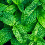 Organic Mint Flavour (OS) 12 Taste