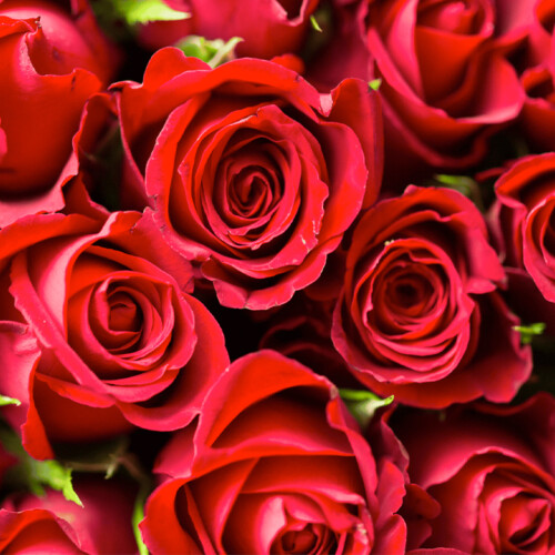 Organic Rose Flavour (WS) 12 Taste