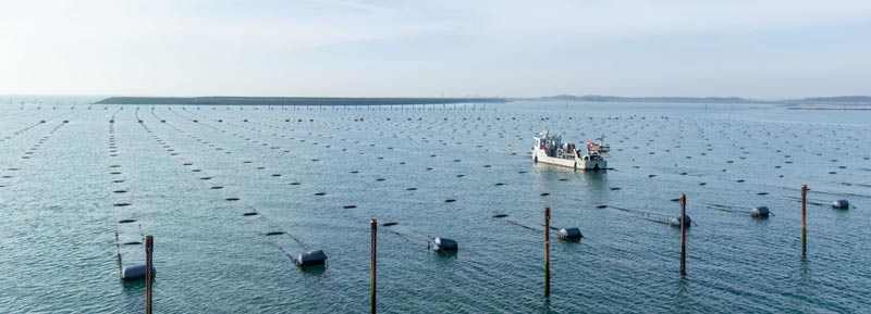 Dutch Seaweed group sea