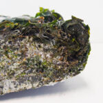 Dutch Seaweed Group - Royal Kombu frozen sliced blanched 12 Taste