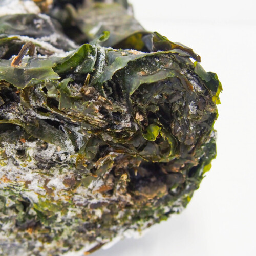 Dutch Seaweed Group - Royal Kombu Freshly Frozen Leaves 12 Taste