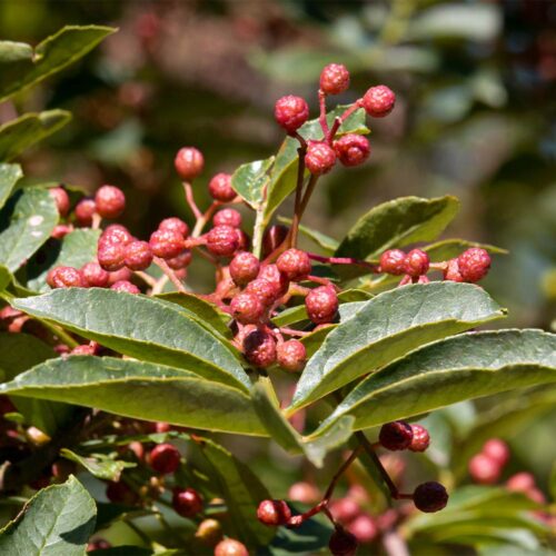 1-2 Taste aQysta - Timur/Timut Pepper berries growing on plant with green leaves and red peppercorn clusters