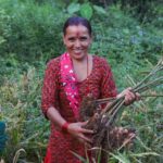 1-2 Taste aQysta – Organic Dried Sliced Ginger being harvested by woman in traditional attire in green field