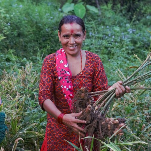 1-2 Taste aQysta – Organic Dried Sliced Ginger being harvested by woman in traditional attire in green field