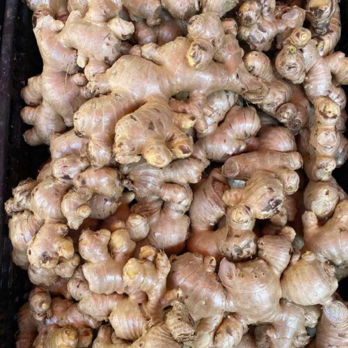 1-2 Taste Dace - Organic Fresh Buffalo Ginger shown as plump, knobby ginger roots with smooth tan skin packed closely together