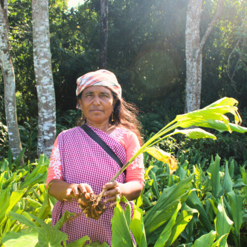 1-2 Taste aQysta – Dried Sliced Lakadong Turmeric being harvested by woman in lush green field