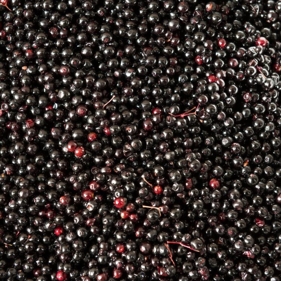 Red Elderberry Juice Concentrate 12 Taste