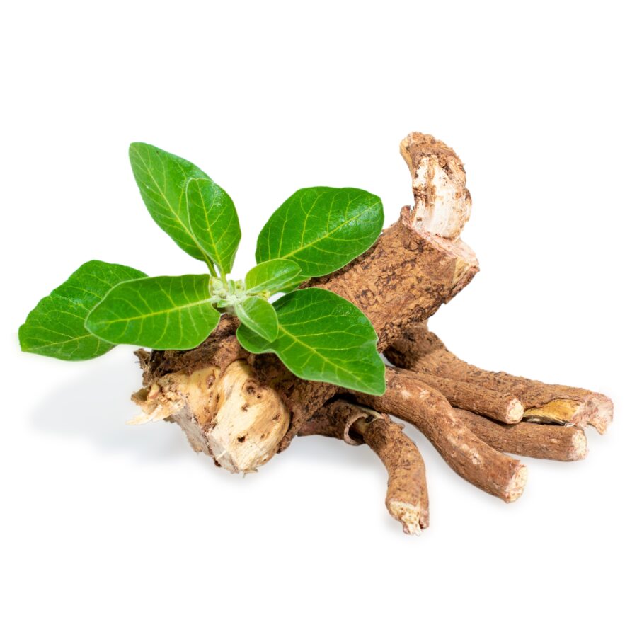 Withania,Somnifera,(,Ashwagandha),Dried,Root,,Green,Leaves,Herbal,Plants.